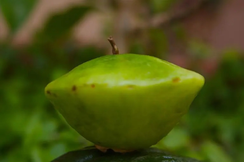 Galeria capital-do-cambuci